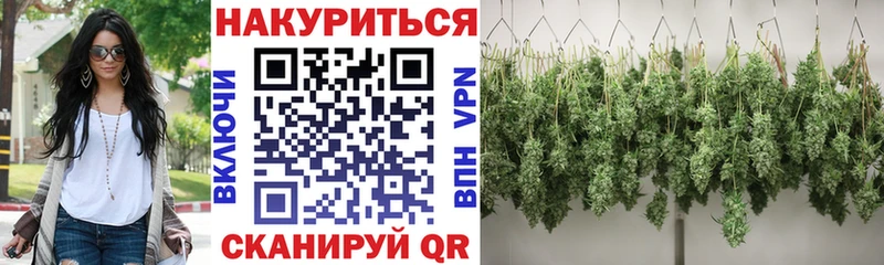 Конопля конопля Стародуб